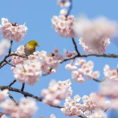 @nagoya_info