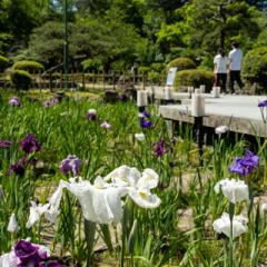 @nagoya_info_en