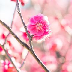 @nagoya_info
