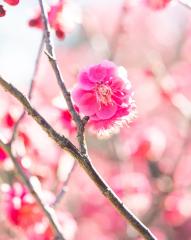 @nagoya_info