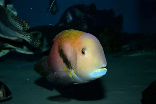 名古屋港水族館　正月展示「海のイノシシ」