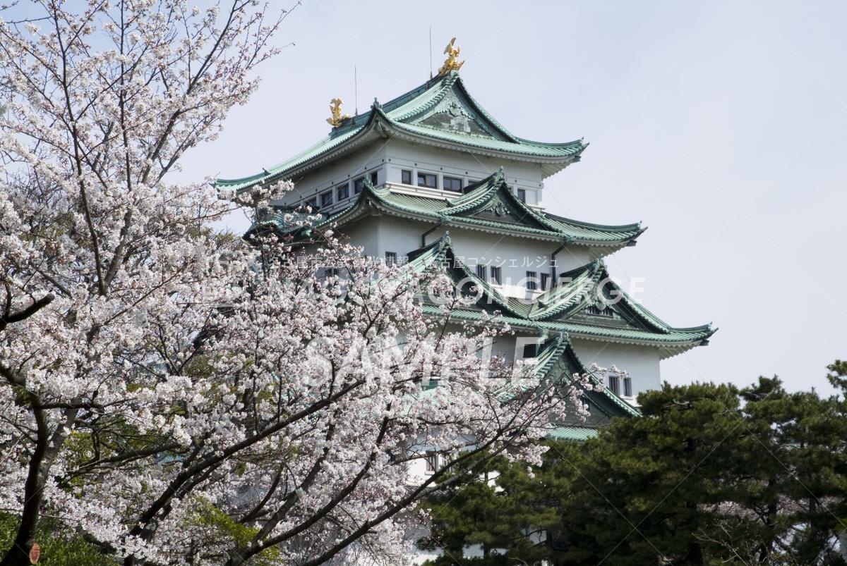 名古屋城　桜4