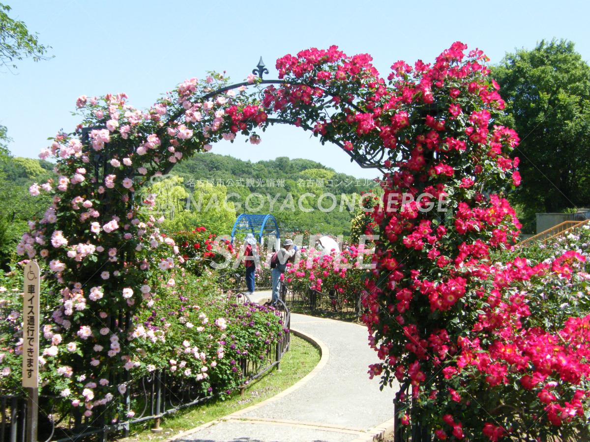 16.東山動植物園　バラ園2