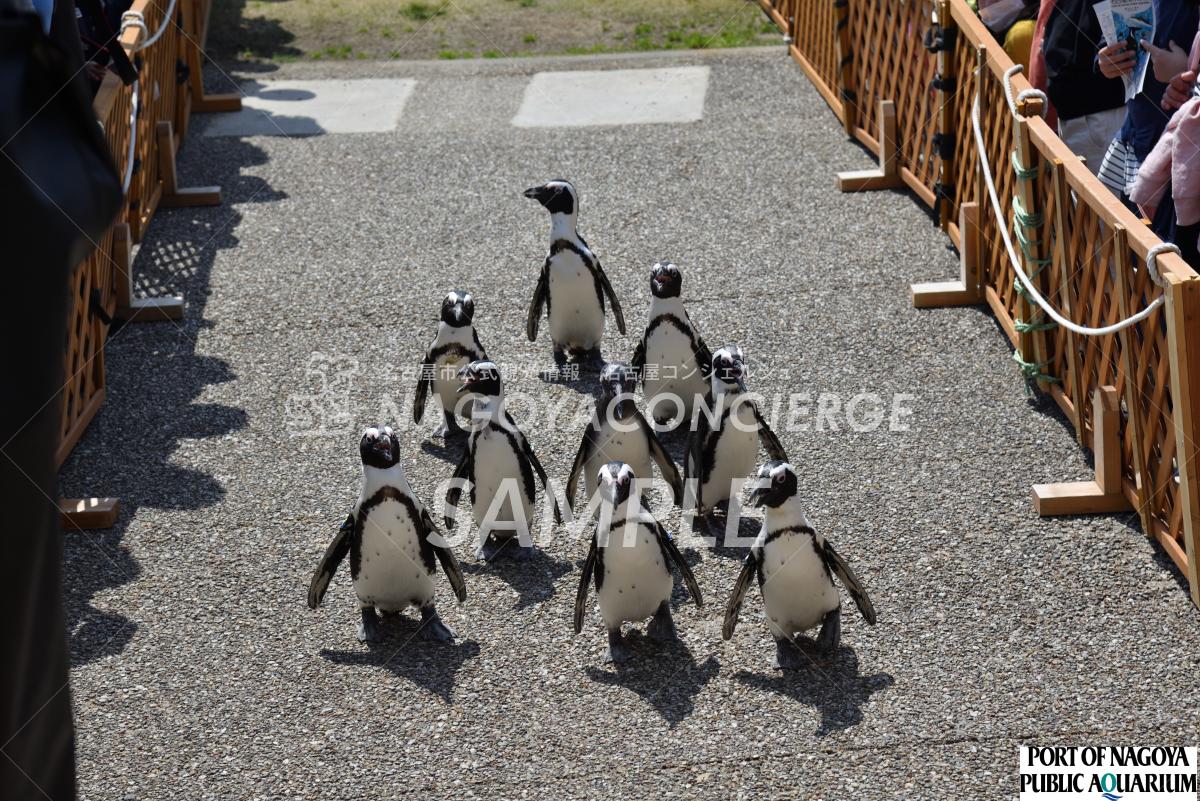 26.ペンギンよちよちウォーク2