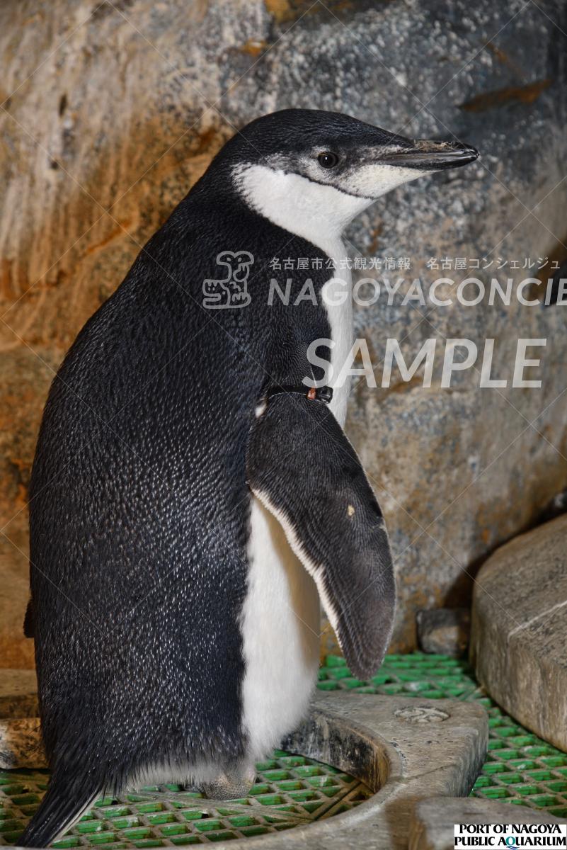 24.ヒゲペンギン