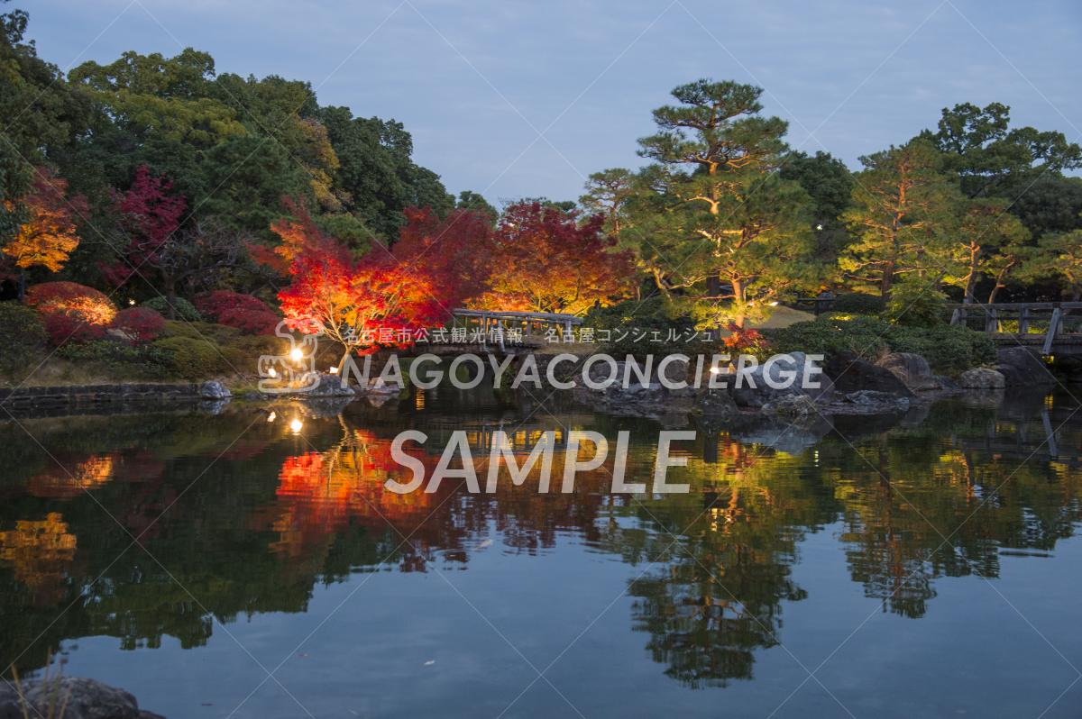 43.白鳥庭園　紅葉ライトアップ4