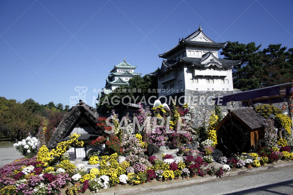 19.秋の名古屋城　菊2