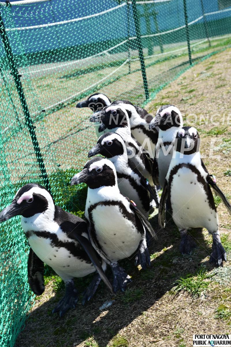 25.ペンギンよちよちウォーク1