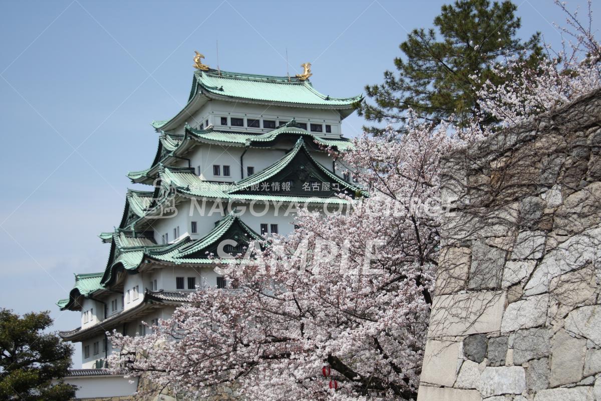 名古屋城　桜5