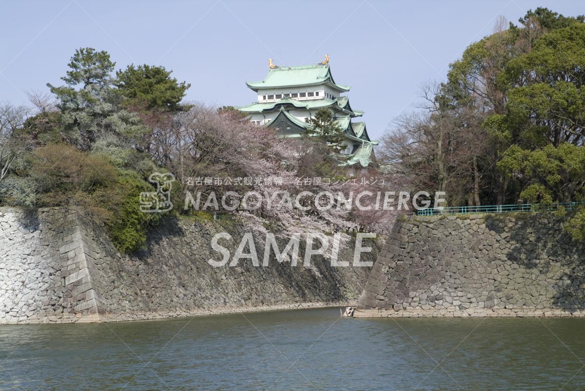 名古屋城　桜2