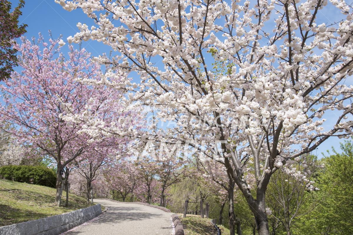 東山動植物園　桜の回廊3
