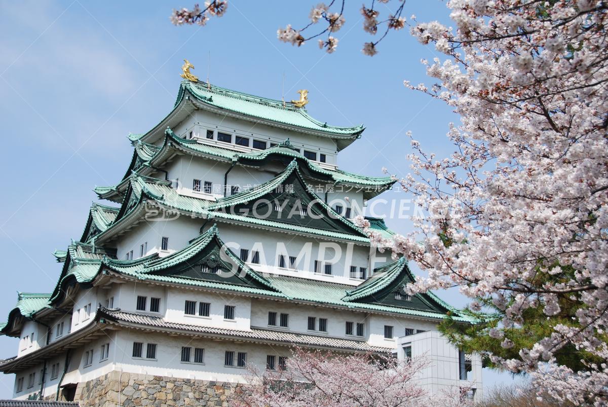名古屋城 桜1