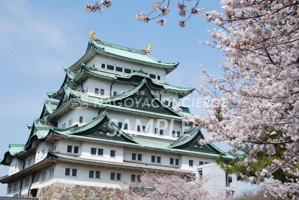 01.名古屋城　桜1