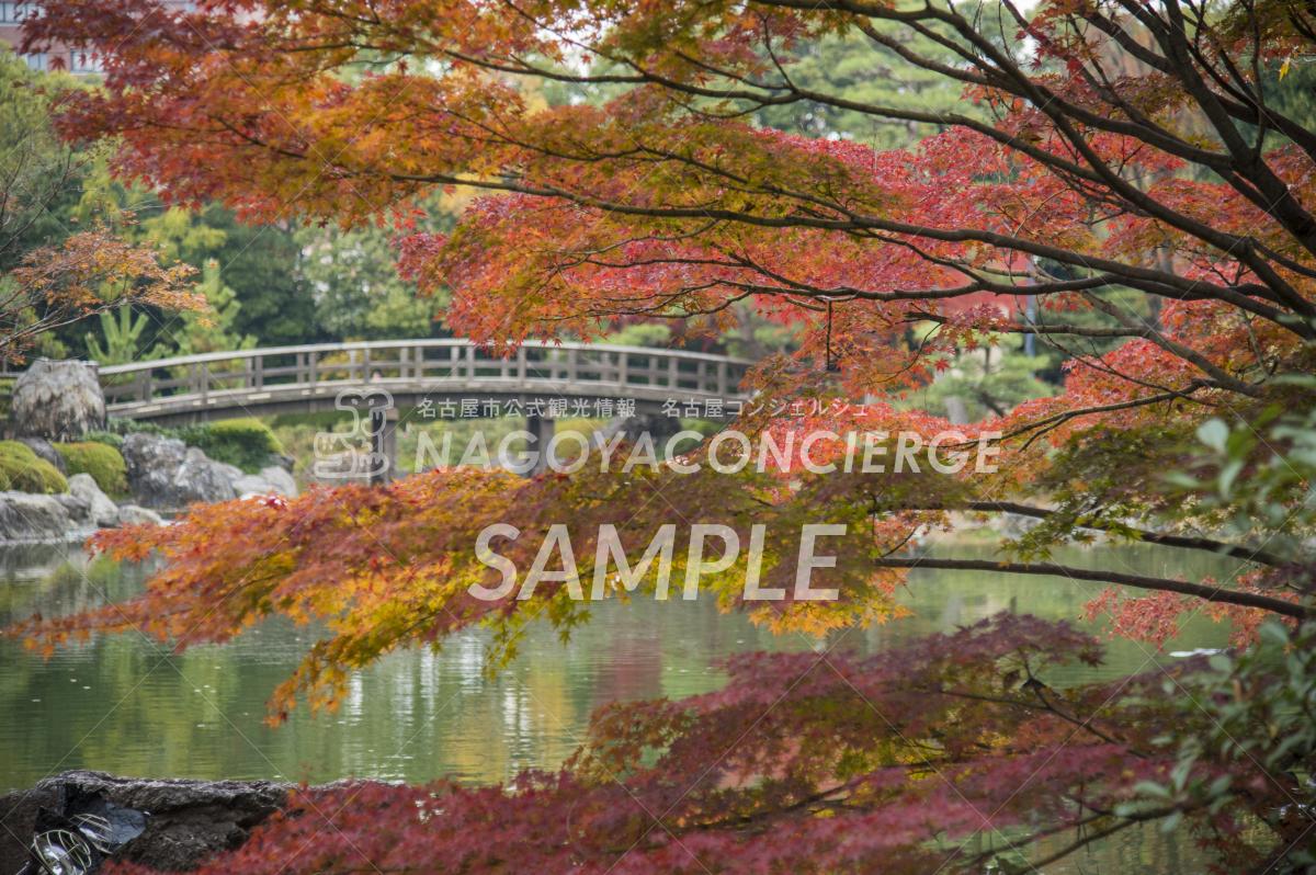 34.白鳥庭園　紅葉4