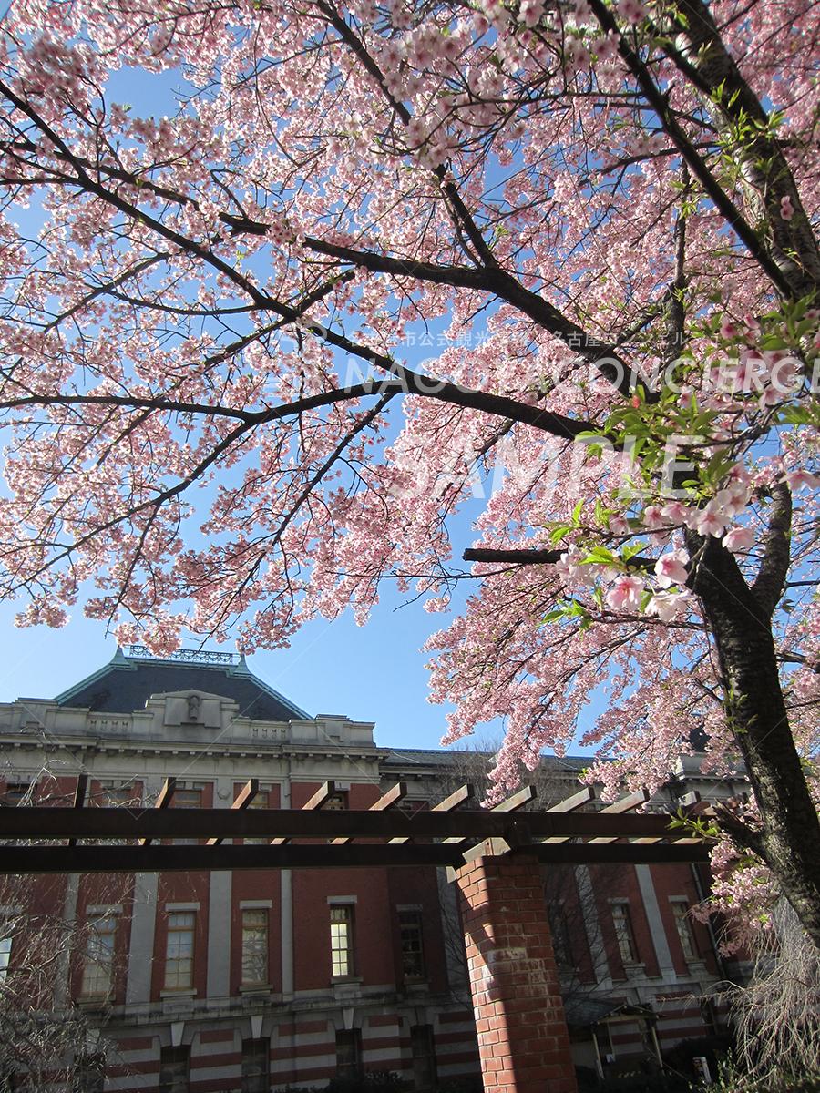 21.名古屋市市政資料館（桜1）