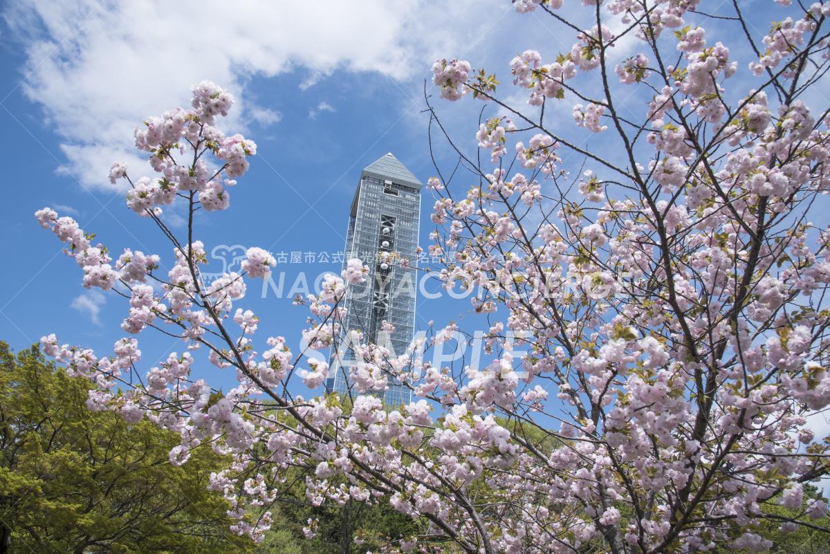 東山スカイタワーと桜2