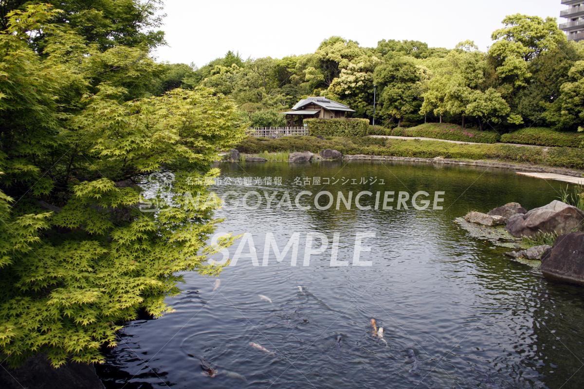 22.白鳥庭園　上の池1