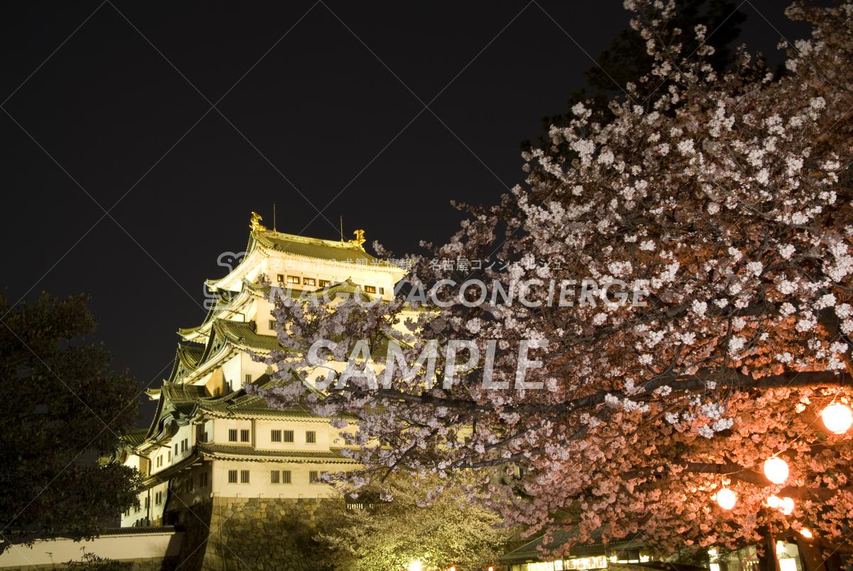 08.名古屋城夜桜2