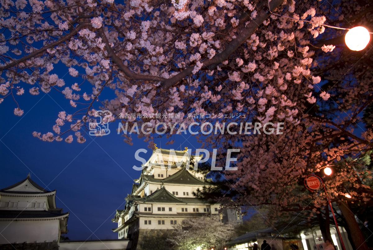 名古屋城夜桜1