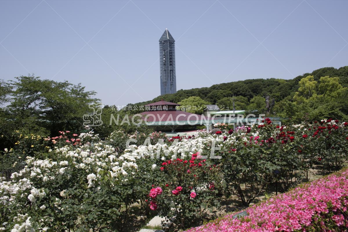 17.東山動植物園　植物園内