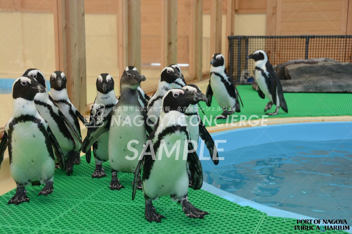 17.ケープペンギン