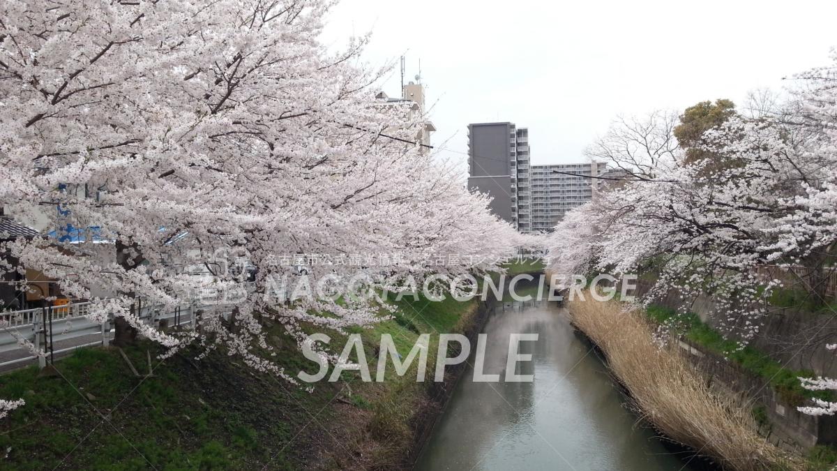 13.堀川の桜