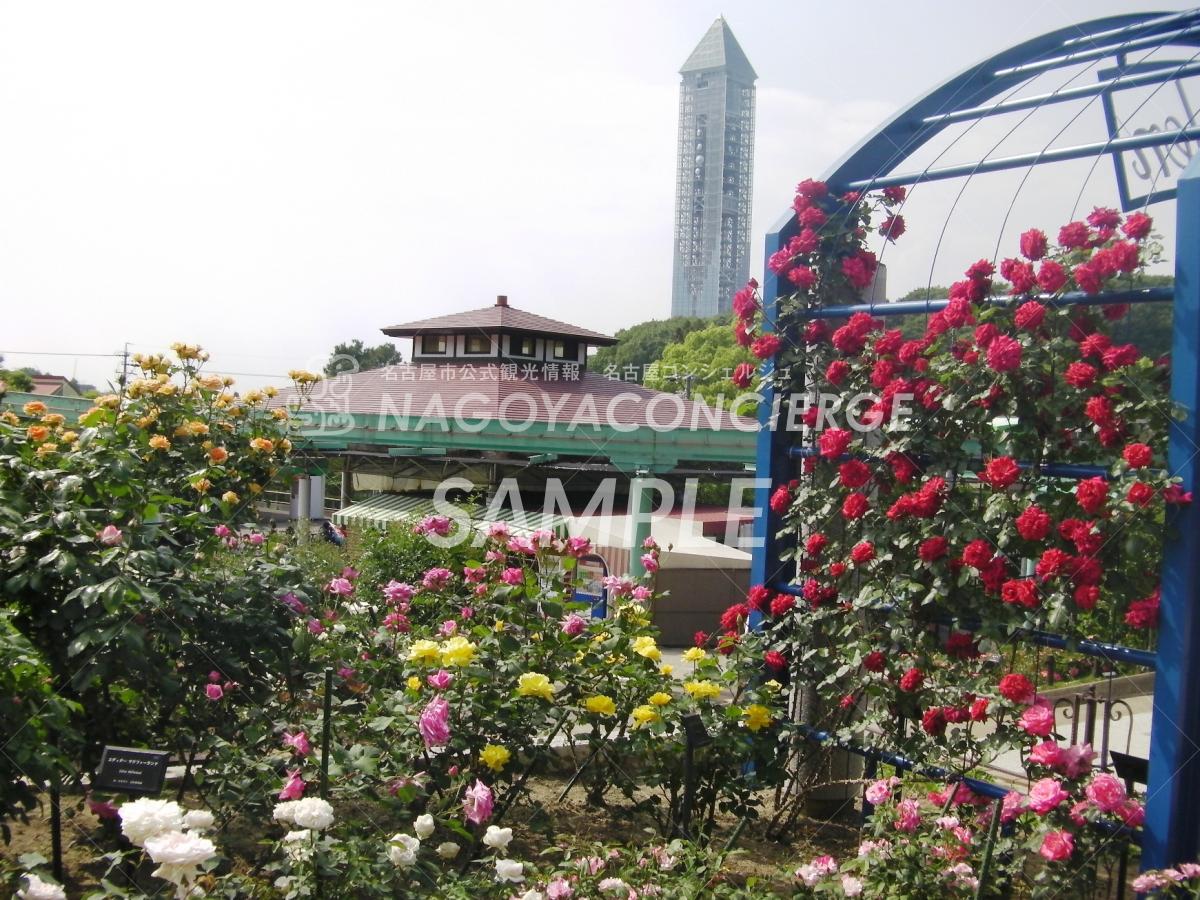 15.東山動植物園　バラ園1