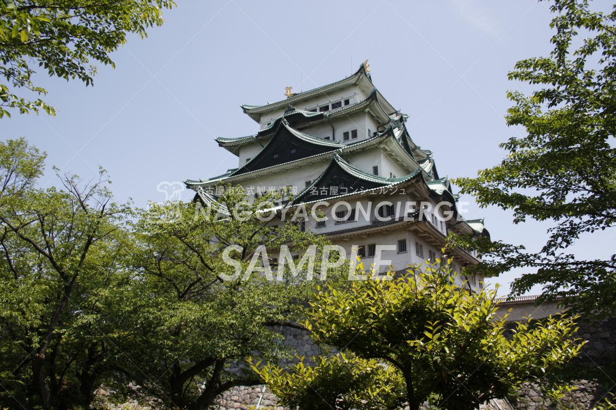 新緑の名古屋城1