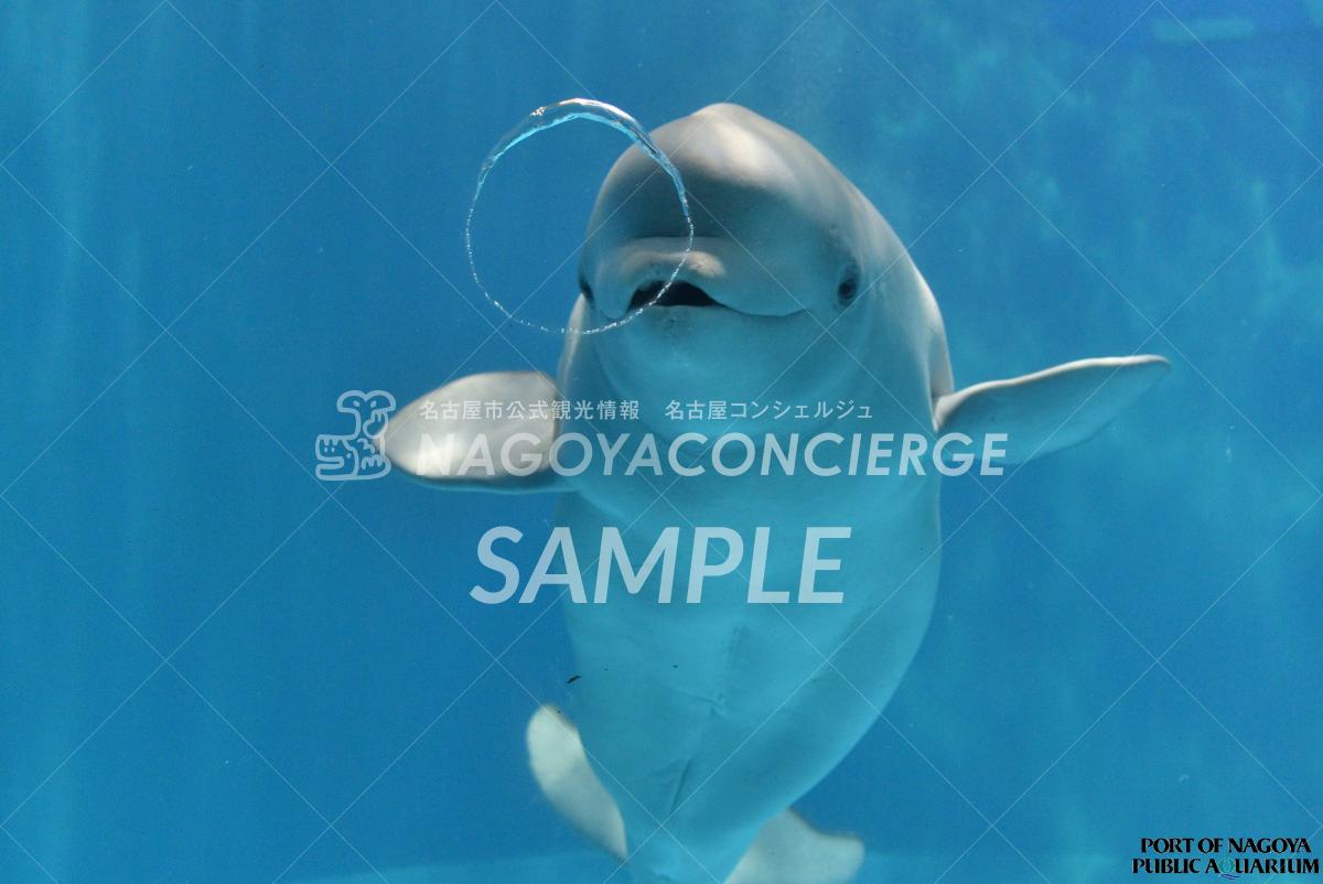 ベルーガ バブルリング 名古屋港水族館 公式 名古屋市観光情報 名古屋コンシェルジュ