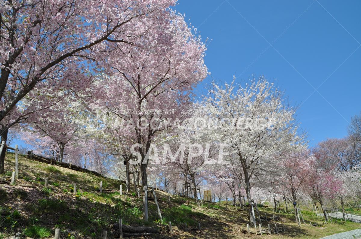 20.東山動植物園　桜の回廊1