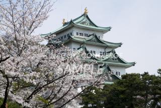 03.名古屋城　桜4