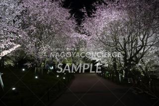 24.東山動植物園　桜の回廊5