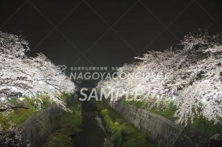 01.山崎川　夜桜