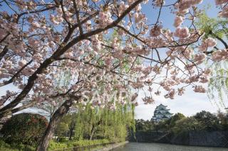 名古屋城　桜7
