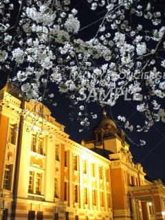 24.名古屋市市政資料館（桜4）