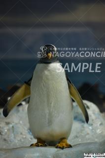 ヅェンツーペンギン1