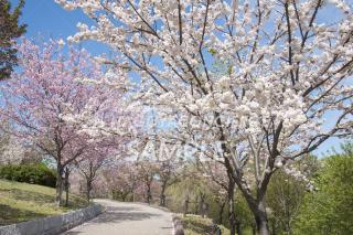 22.東山動植物園　桜の回廊3