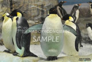 エンペラーペンギン