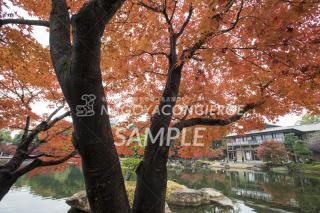 19.徳川園　紅葉