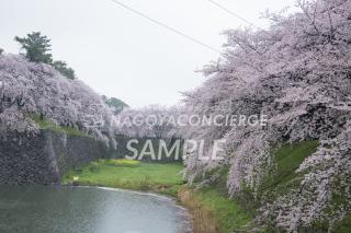 名古屋城　桜6