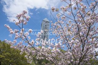 東山スカイタワーと桜2