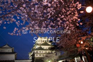 07.名古屋城夜桜1