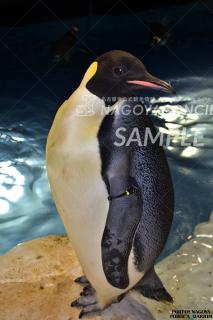 エンペラーペンギン