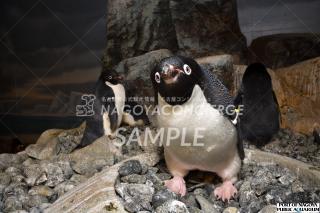 アデリーペンギン2