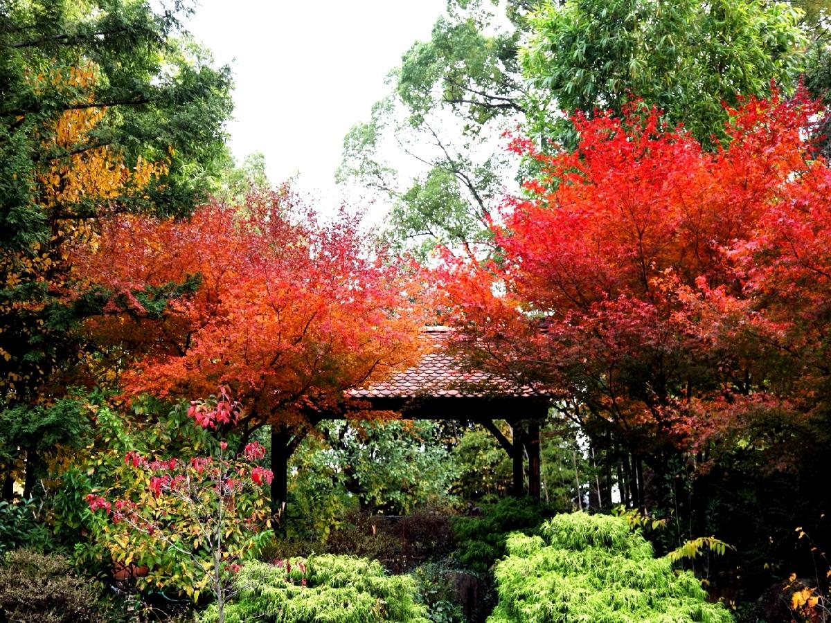 久屋大通庭園フラリエ　秋の紅葉