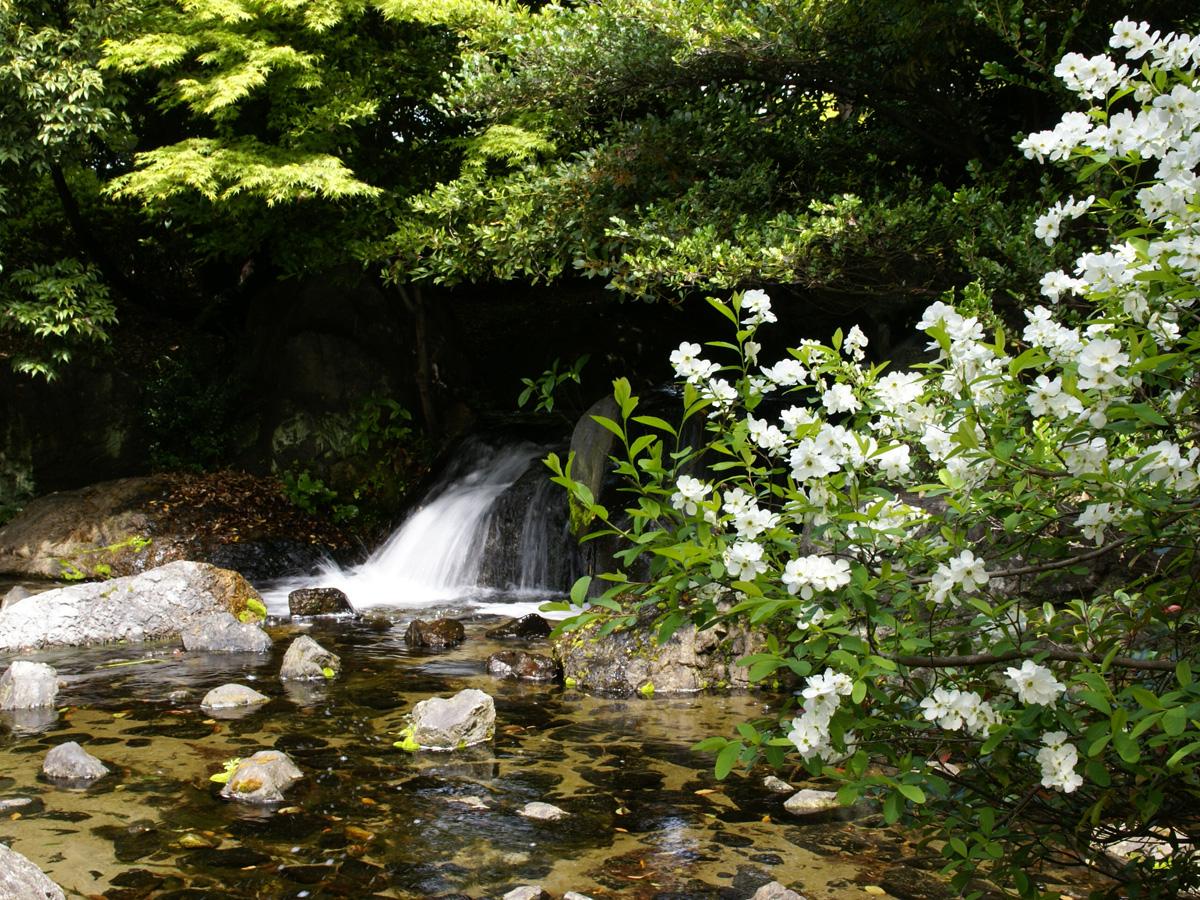 白鳥庭園