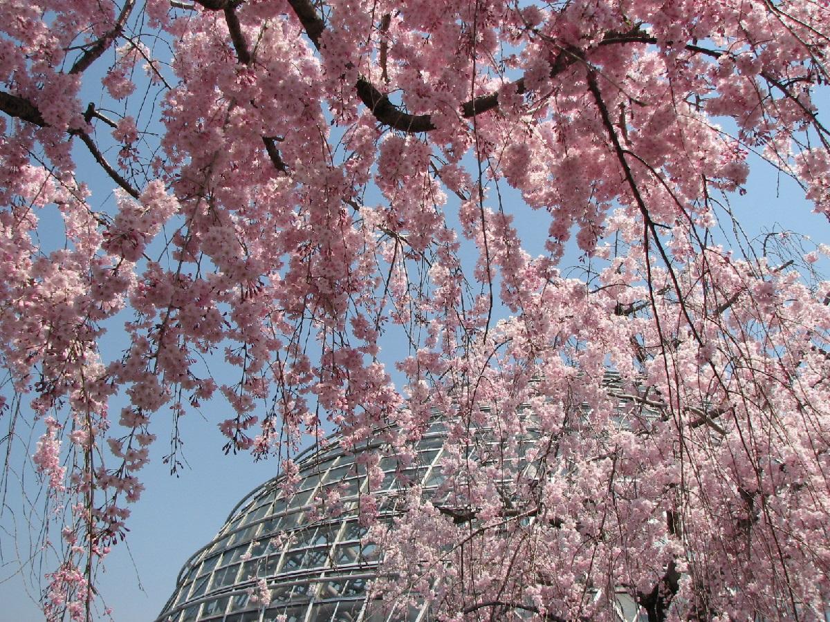 Công viên trái cây Togokusan Fruit Park thành phố Nagoya