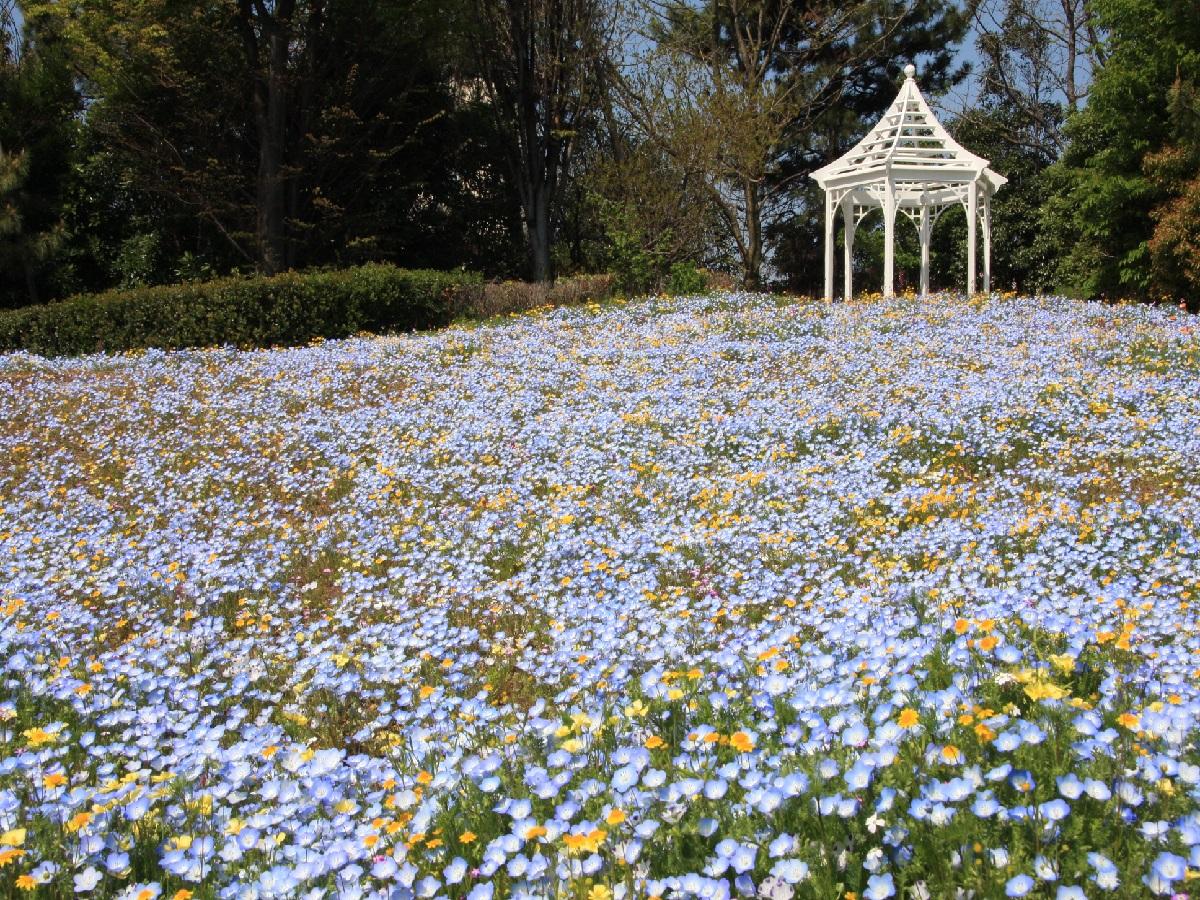 Nagoya Port Wildflower Garden - Bluebonnet