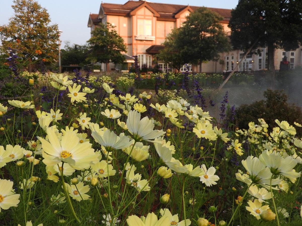 Nagoya Port Wildflower Garden - Bluebonnet