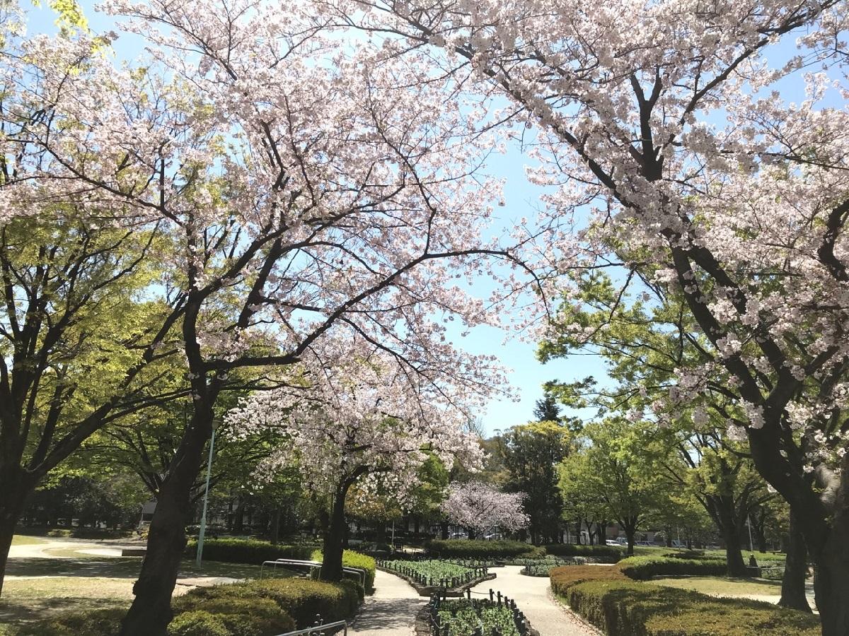 千種公園　サクラ